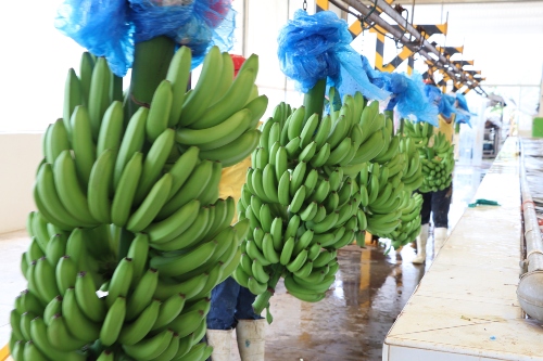 Plátano Mexicano: Preferido por EE. UU., Japón y Canadá