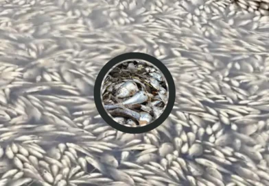 Conagua Atiende Mortandad de Peces en sur de Tamaulipas y Norte de Veracruz