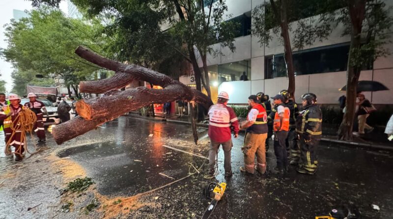 Brigada Tormenta Atiende Caída de Árbol y Ramas en Cuauhtémoc