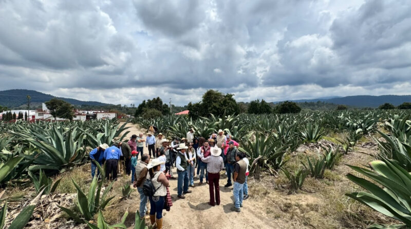 Edomex y Tlaxcala Impulsan la Conservación del Maguey Pulquero