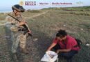 Recuperan 5 mil 100 Huevos de Tortuga Golfina en Oaxaca