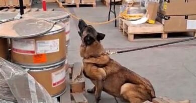 Aseguran 245.5 Kilos de Metanfetamina y Hoja de Coca en el AICM