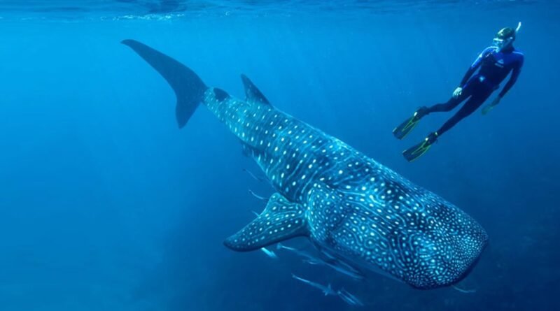 Inicia Temporada Para Nadar con Tiburón Ballena en Baja California