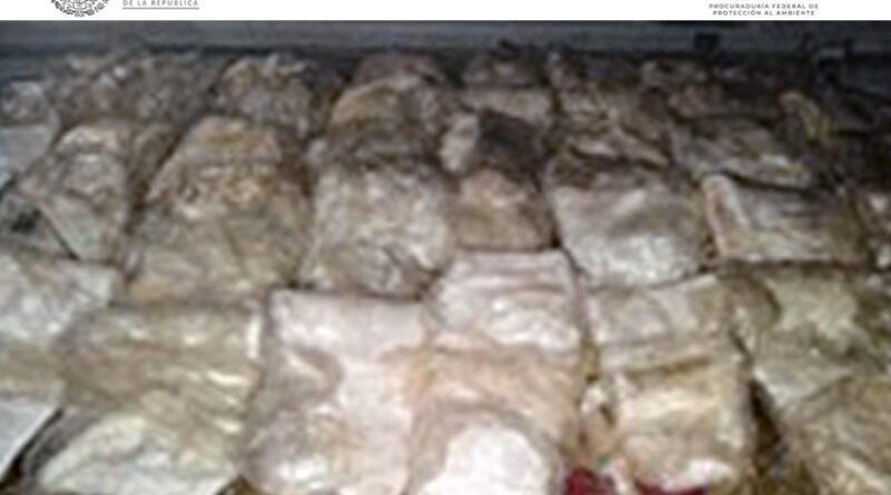 Condenan a Cuatro Años de Prisión por Tráfico de Totoaba