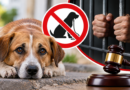 Proponen Hasta dos Años de Prisión por Abandonar Mascotas